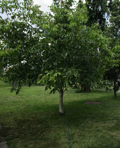 Eladó lakóövezeti telek - Sáránd, Hajdú-Bihar megye