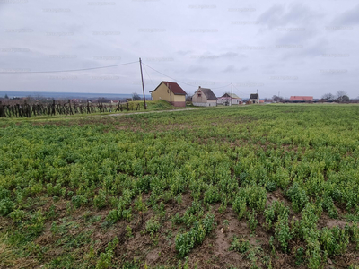 Eladó lakóövezeti telek - Sárszentmihály, Szőlő utca