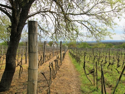 Eladó pince, présház - Doba, Veszprém megye