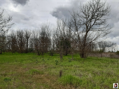 Eladó termőföld, szántó - Dány, Szentkirály