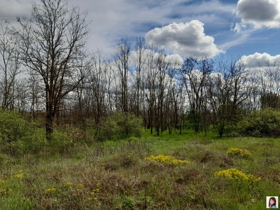 Eladó termőföld, szántó - Dány, Szentkirály