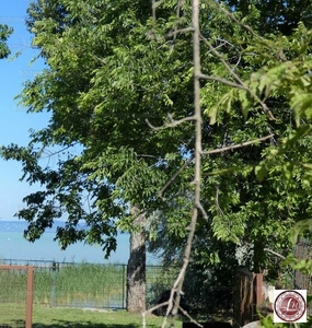 Eladó üdülőövezeti telek - Siófok, Sóstó