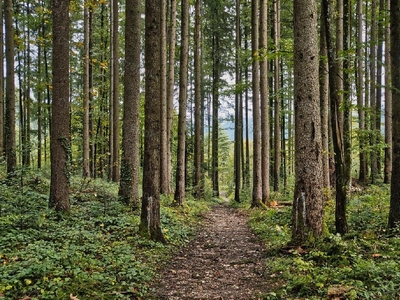 Nemessándorháza, ingatlan, mezőgazd. ingatlan, 14.900.000 Ft