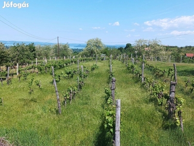 Eladó panorámás szőlőbirtok Kőröshegyen