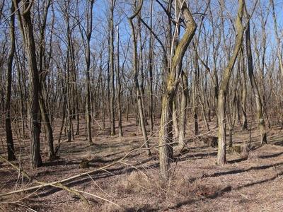 Hajdúsámson erdő eladó - Hajdúsámson, Hajdú-Bihar - Erdő