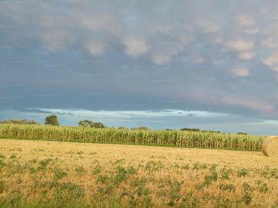 Eladó termőföld, szántó - Bordány, Béke dűlő