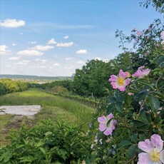 Eladó telek - Sopron