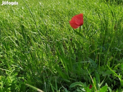 Balatonszabadi építési telek