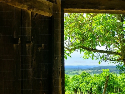 Eladó pince, présház - Balatonszőlős, Külterület