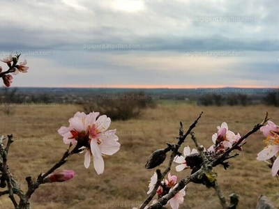 Eladó üdülőövezeti telek - Tárnok, Pest megye