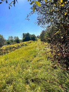 Nagyhegy, Győr, ingatlan, mezőgazd. ingatlan, 2589 m2, 8.500.000 Ft