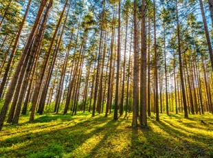 Eladó telek Gyömrő, Tövesmajori utca