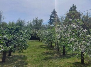 Eladó telek Szentendre, Tiszafa utca