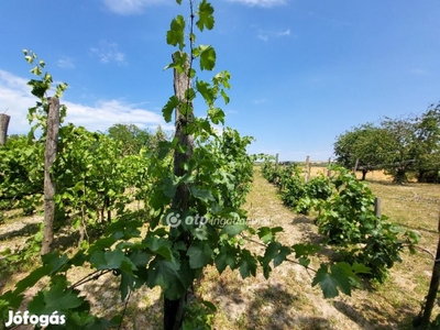 Eladó Mezőgazdasági, Balatonszabadi