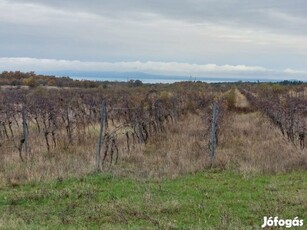 Dörgicsei panorámás szőlőterület