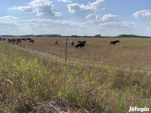 60 ha legelő kiadó