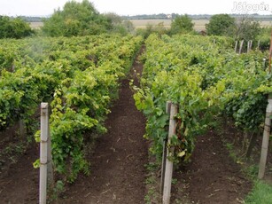 Csemegeszőlő termesztő gazdaság