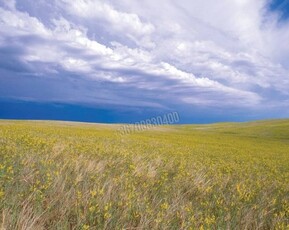 Eladó telek Dabas