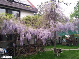 Gödön a Régi Zöld Övezetben Családi ház 148 m2 632 m2-es telken