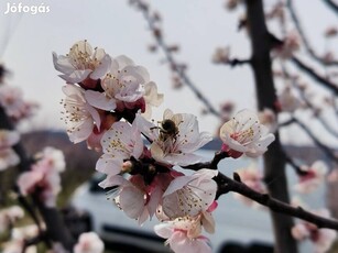 Pomázon vegyes gyümölcsös eladó