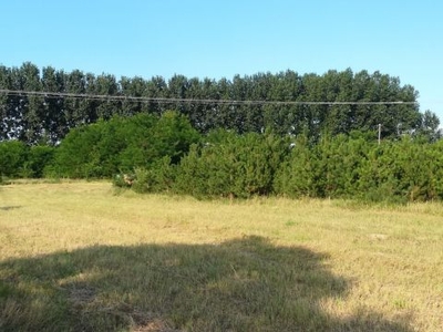 Eladó Ház, Bács-Kiskun megye Tiszaalpár Természet kedvelők figyelem!