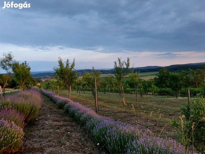 Balatonszőlősi Pince, Panorámával, 3 szobával