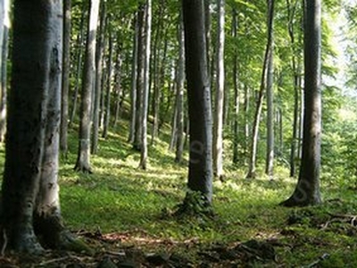 Csököly, ingatlan, mezőgazd. ingatlan, 30000 m2, 7.500.000 Ft