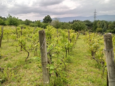 Panorámás 6150NM Telek Kis Faházzal A Naszály Lábánál Eladó