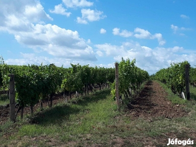 Szőlőterület Tokaj-Hegyalja Szent-Tamás dűlő