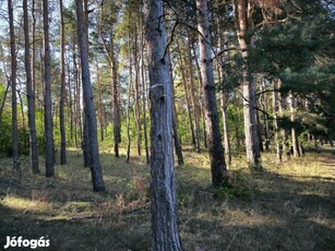 14 hektár erdő eladó - Györköny