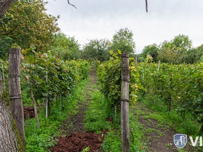 Bercel, szőlő, kis ház, pince! - Pázmándfalu, Győr-Moson-Sopron - Telek, föld