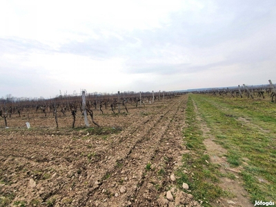 Sopron mellett Harkán szőlő eladó - Sopron, Győr-Moson-Sopron - Szőlőskert-pince