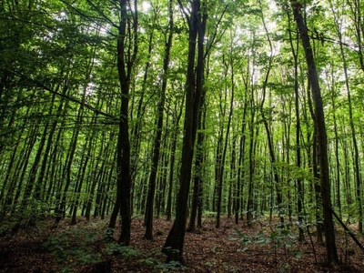 ErdŐ TerÜlet EladÓ - Dunafalva, Bács-Kiskun - Erdő