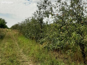 Kótaj külterületén 8,4 ha erdő, gyümölcsös, szántó eladó