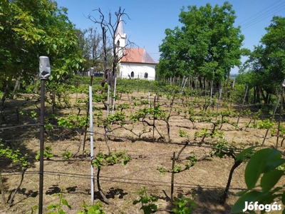 Szőlő, Termőföld, Présház