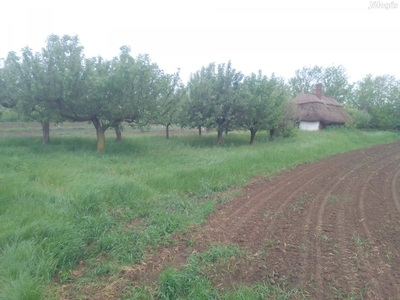 Táska határában Borócán nádtetős pince - Mogyoród, Pest - Szőlőskert-pince