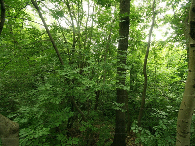 Eladó lakóövezeti telek - Nagykovácsi, Pest megye