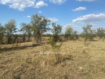 Algyő, ingatlan, üzleti ingatlan, 41680 m2, 95.000.000 Ft