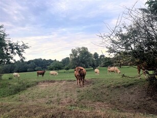 Eladó mezogazdasagi ingatlan Pilis, Halesziszőlő II. dűlő