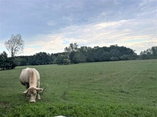 Eladó mezogazdasagi ingatlan Pilis, Halesziszőlő II. dűlő