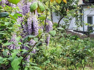 Eladó téglalakás Budapest, X. kerület, Óhegy, Nyitra utca, földszint