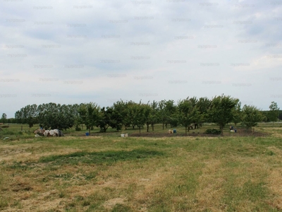 Eladó termőföld, szántó - Szentes, Csongrád-Csanád megye