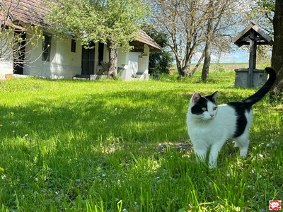 Eladó családi ház - Nemesbük, Zala megye