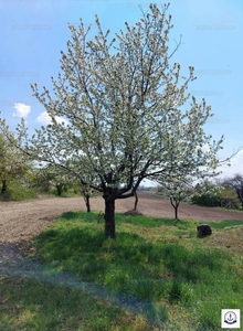 Eladó tanya - Balatonfőkajár, Karikahegy