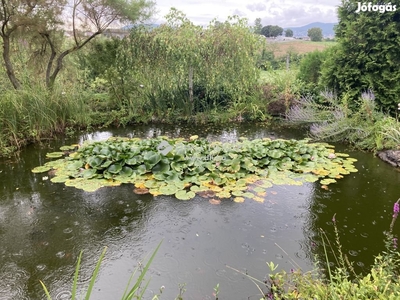 Eladó 134 nm-es ház Pécs - Pécs, Baranya - Ház