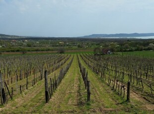 Eladó mezogazdasagi ingatlan Balatonudvari