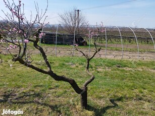 Siófok, eladó telek