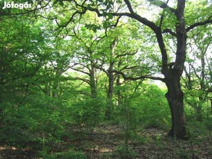 Zalacsány legszebb részén panorámás mezőgazdasági terület/erdő eladó!