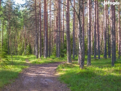 27,15ha földterület, erdei fenyő erdő levagasa után eladó