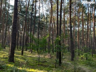 64 ha Erdő és szántóföld Eladó